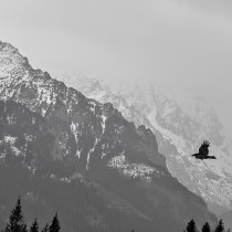 3_zwierzeta_Anna Gieruszczak_Kruk